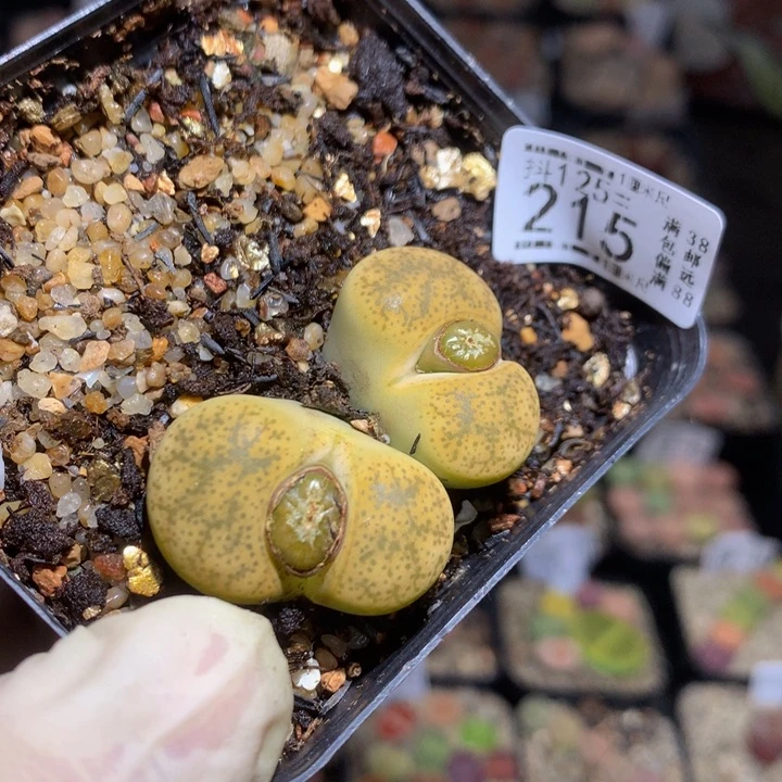 抖***谱精品生石花125.215