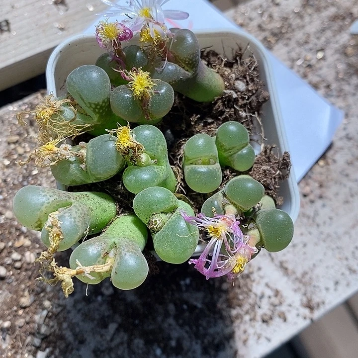 6331。  一组。  一组。