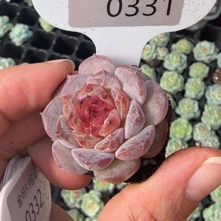 331号  慕白