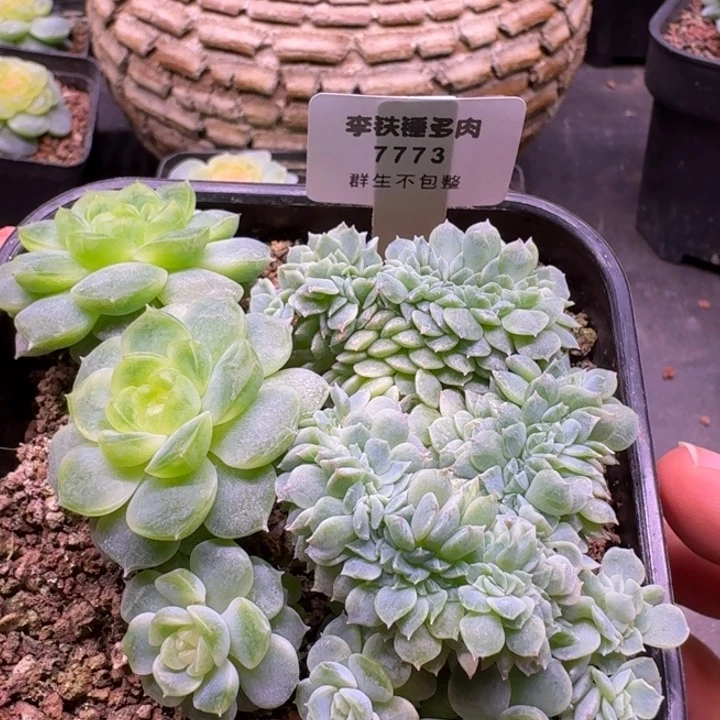 7773纸鸢缀化一物一拍10cm盆
