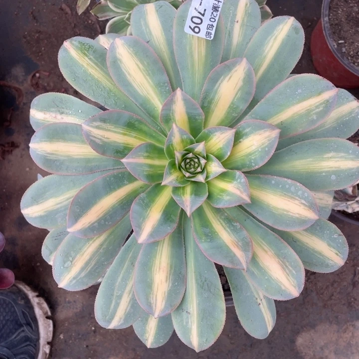 709幻影多肉123456789