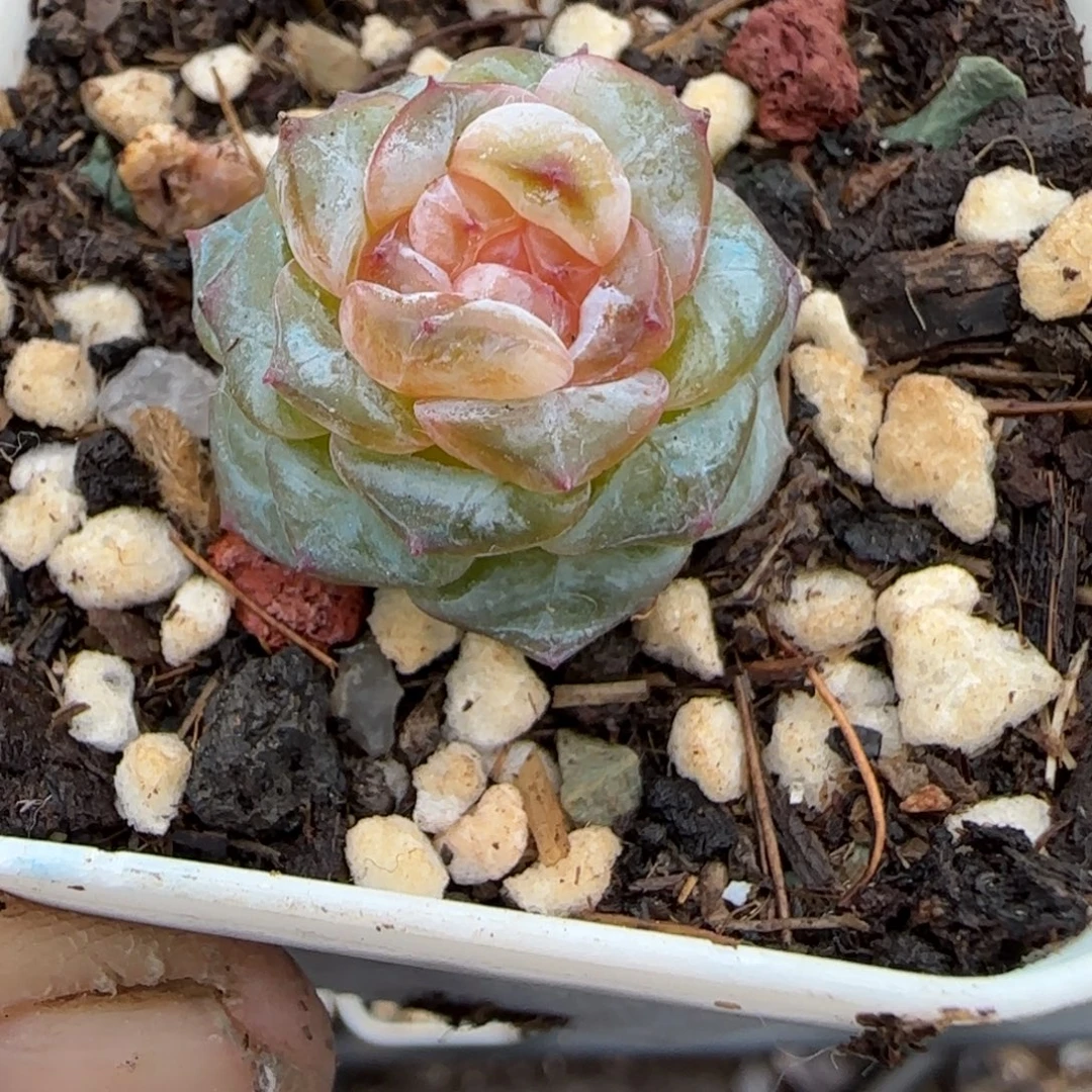 多肉小卡拉米糖心一物一拍