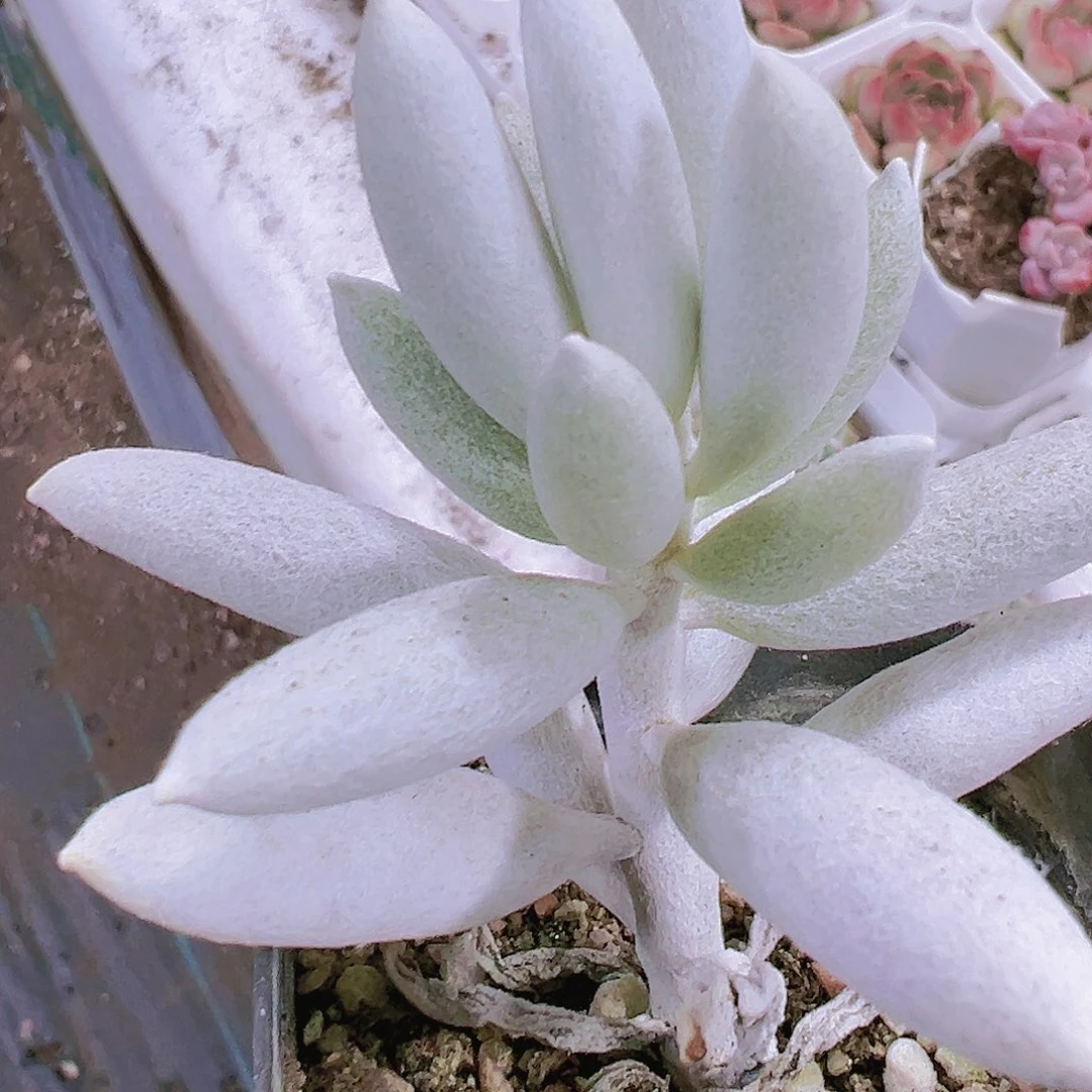 银月多肉植物19包邮