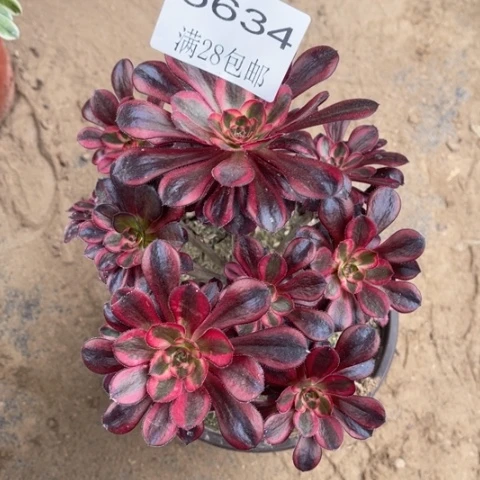 香奈多肉多肉5634