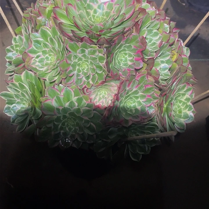 拾*@多肉法师98号莲花座发货