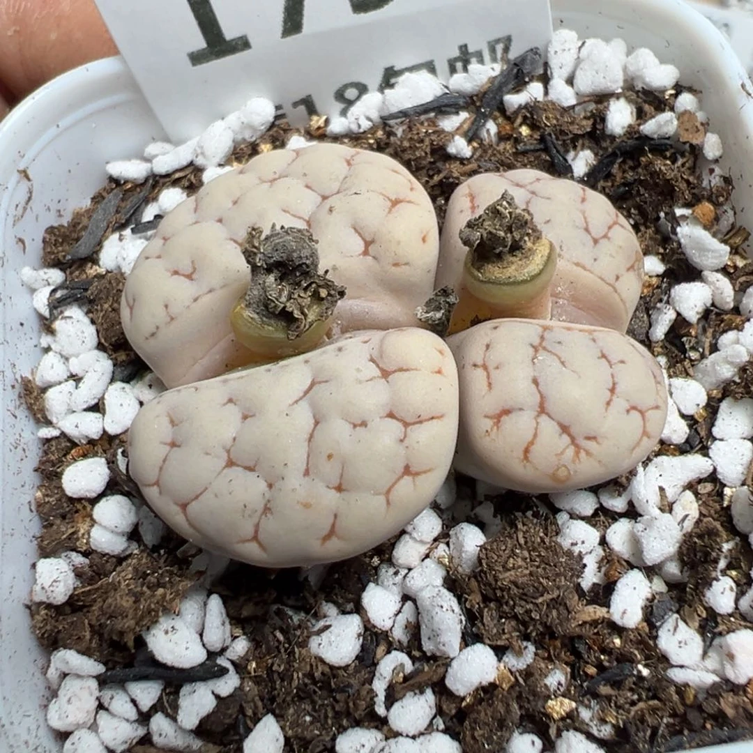 【闪购商品】 179。