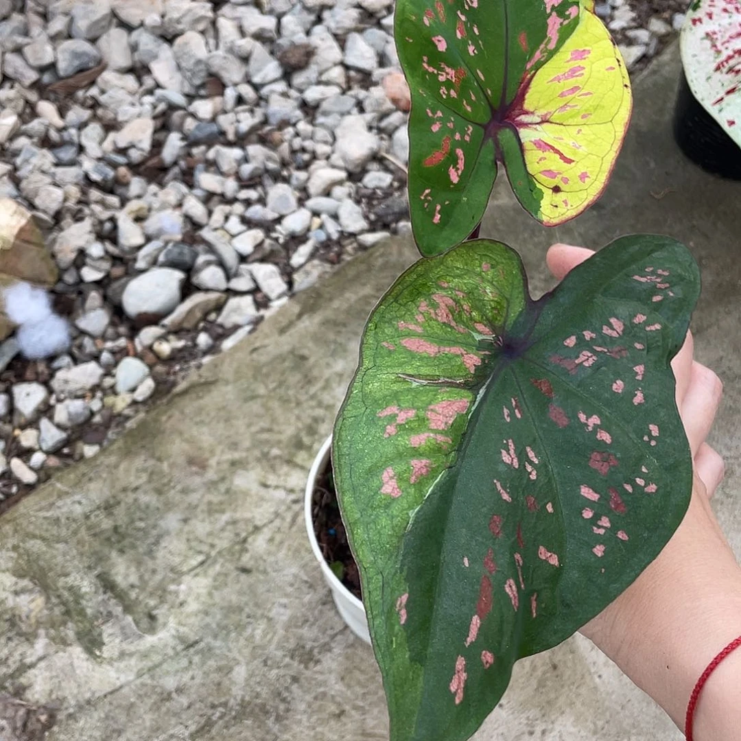 无花朵财神养定发货