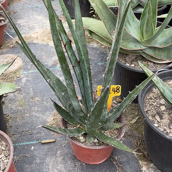 无花朵九吞童子246