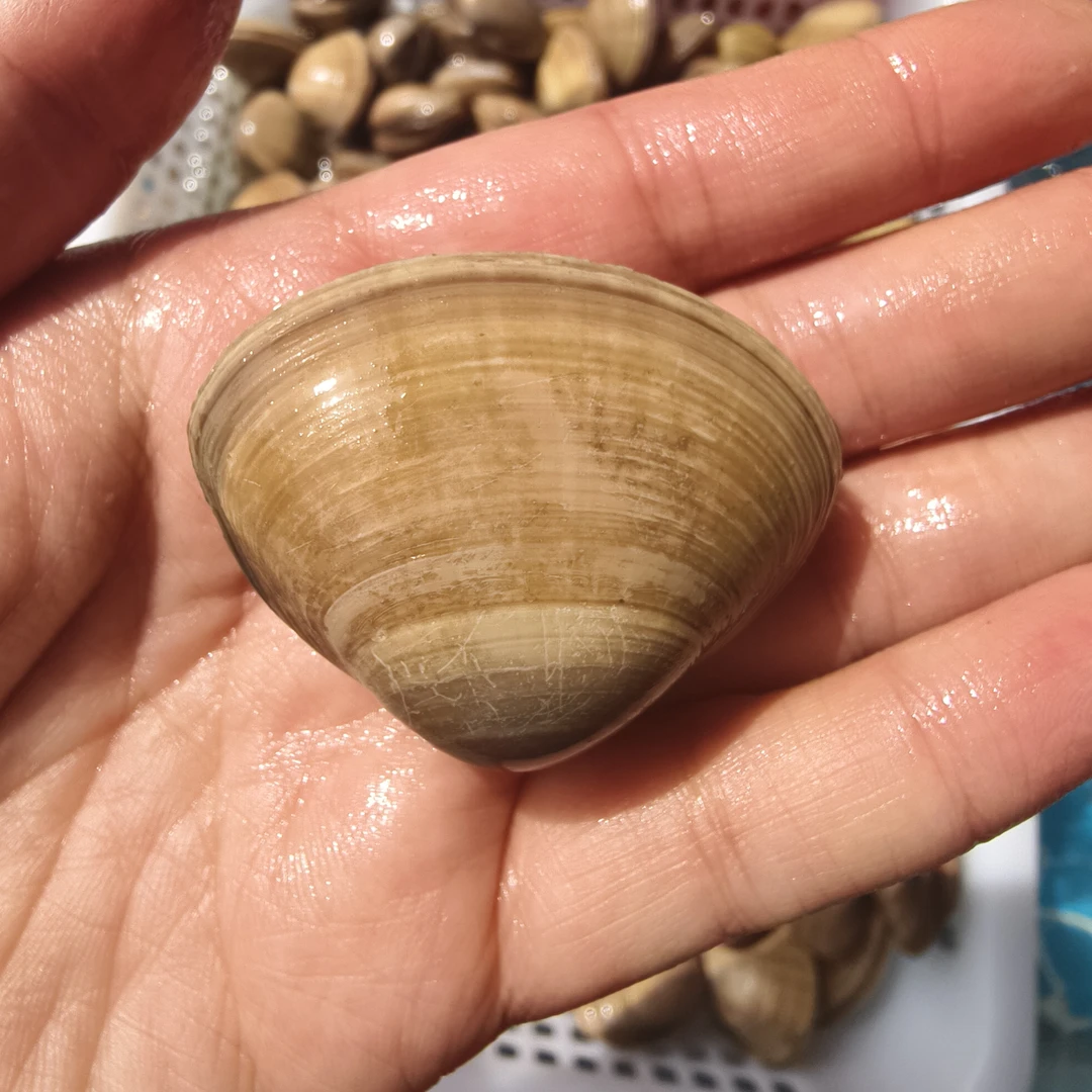 青岛肥蛤，鲜甜好吃，只只巨肥