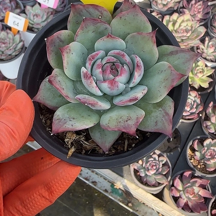 心***扬166 惊鸿仙子多肉植物