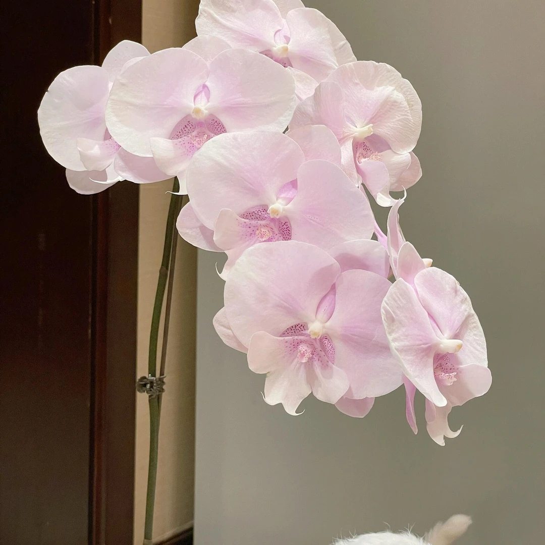 【蜜雪CH1400】特级蝴蝶兰大花室内观赏绿植盆栽蝴蝶兰
