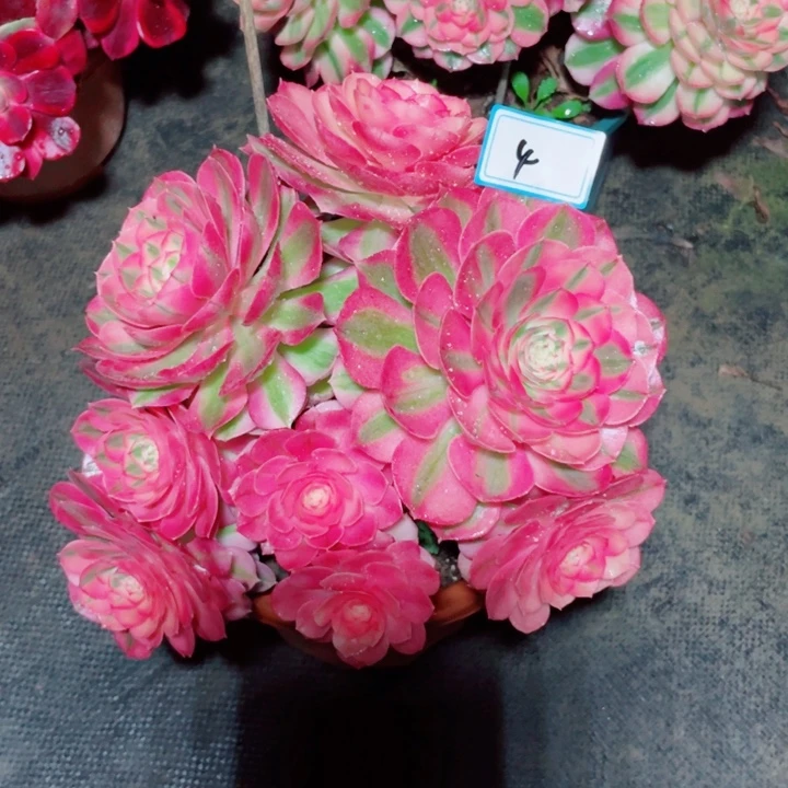 4老庄多肉法师倾城