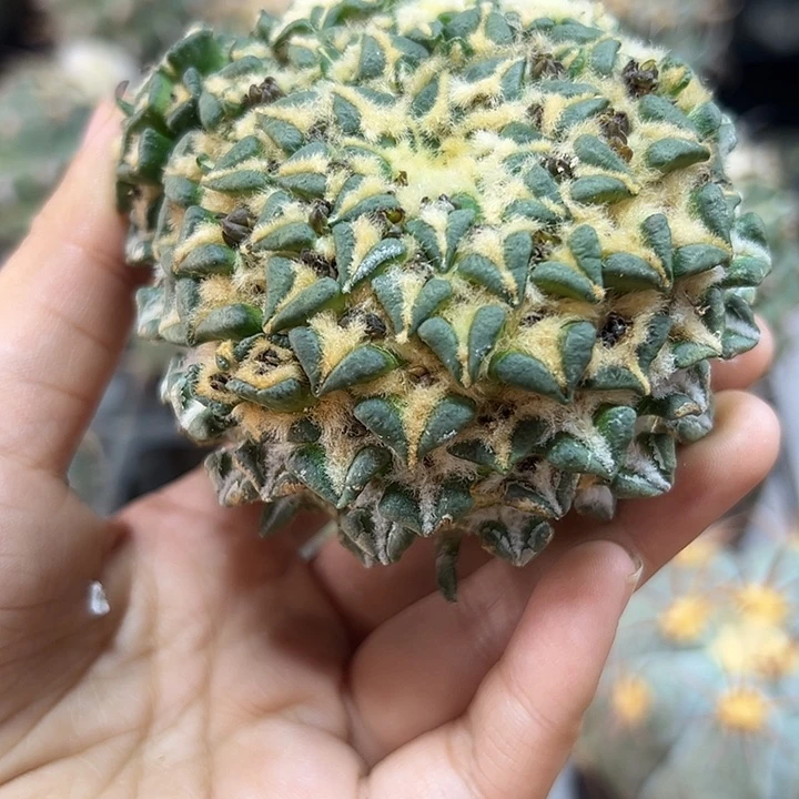 12号苗接馒头姬无根8公分