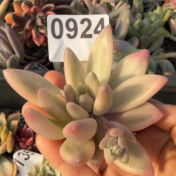 无根多肉植物满18包邮当场凑单不满单隔天发顺丰到付