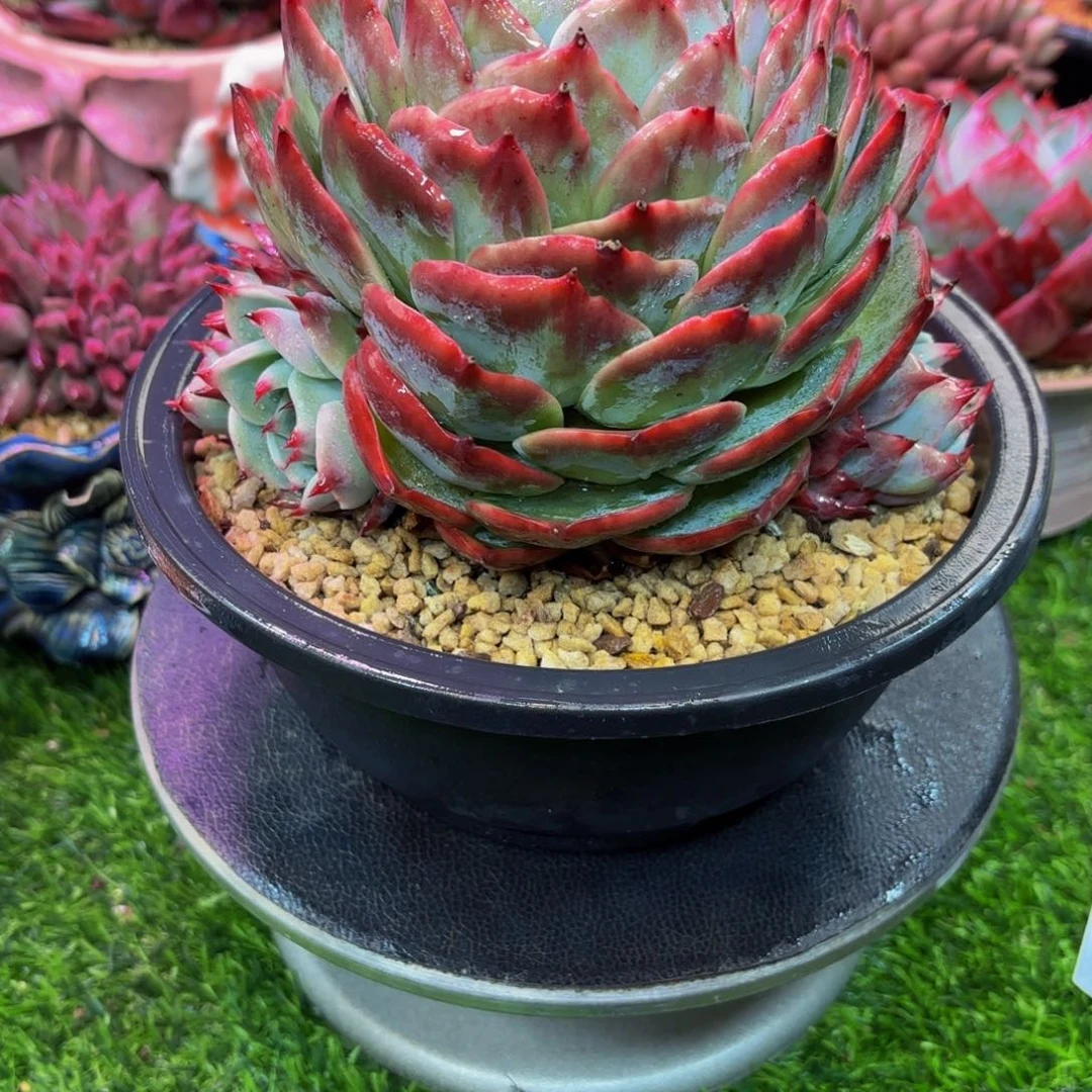 倚**雨Hcjjvnb jcjhvjvjjvjjbhhh