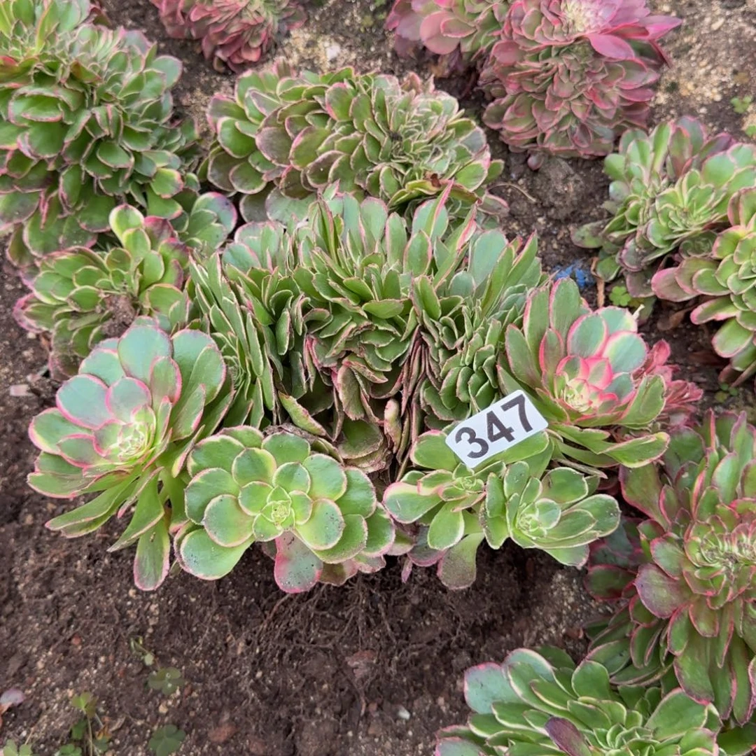 鹤***宝347多肉植物粉花妖缀
