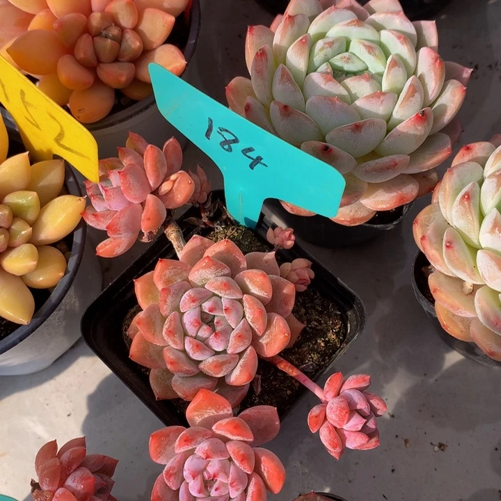 低头哦子和欧727272727