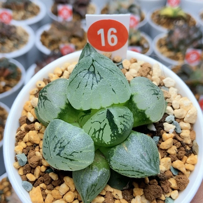 【闪购商品】16杨贵妃