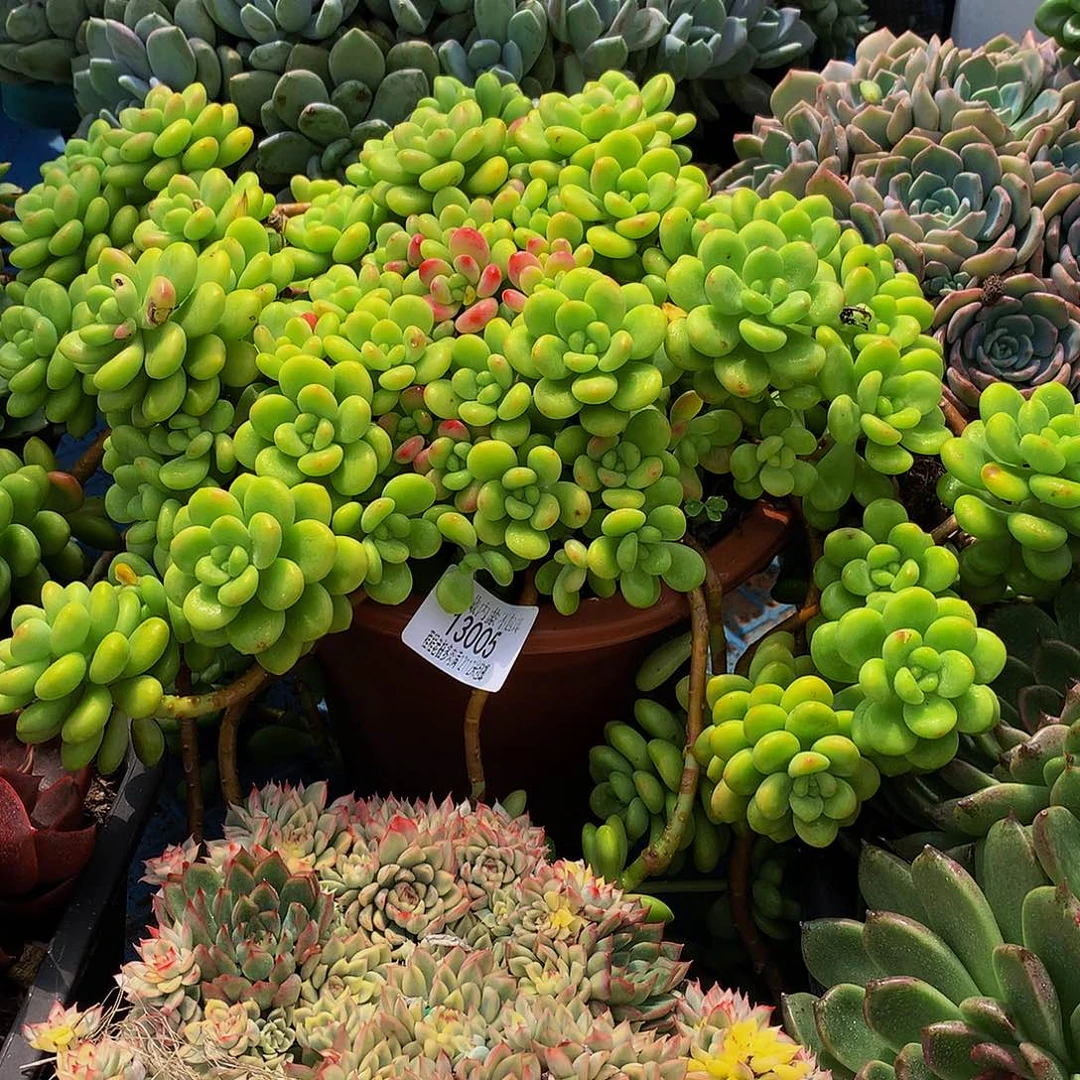 酷***号香格里拉13005多肉多肉