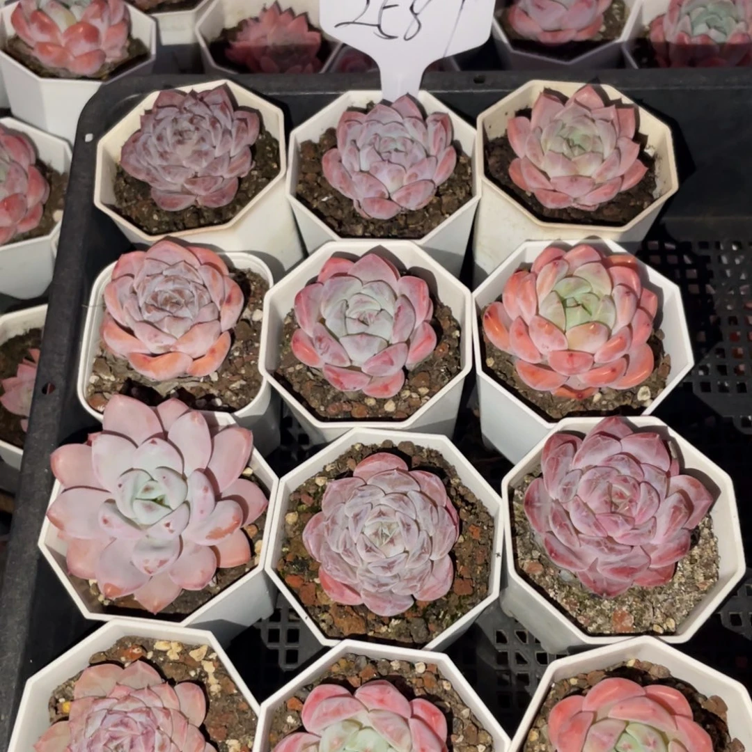 不包整散 盆子不售后2587