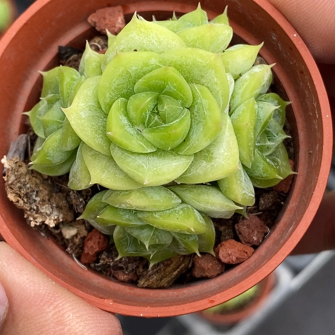 麦秆30包邮非偏远