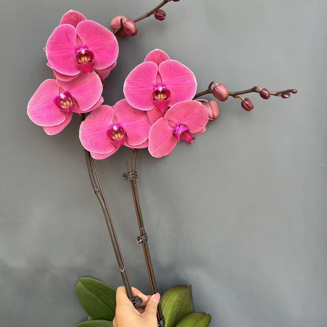 【摩登】蝴蝶兰绿植花卉好养护盆栽