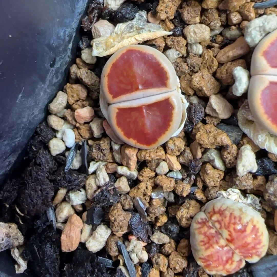 75 生石花大棚直播