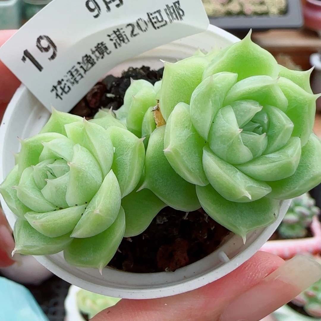 花语逸镜0917-19包子麦秆散