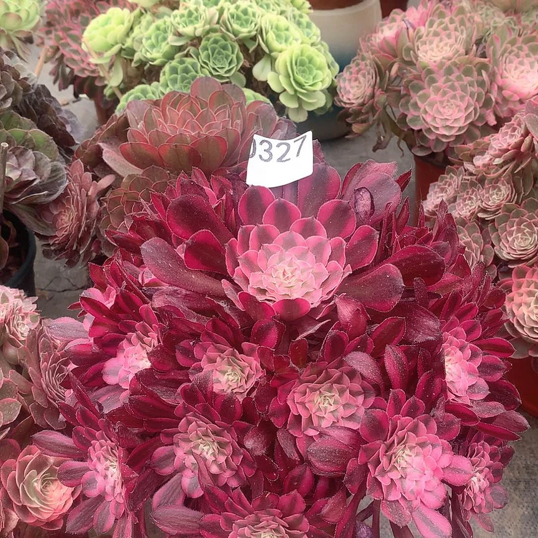327.红铜白多肉植物