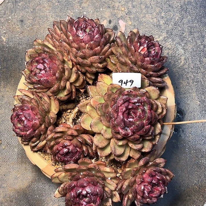 ?*949////////////////