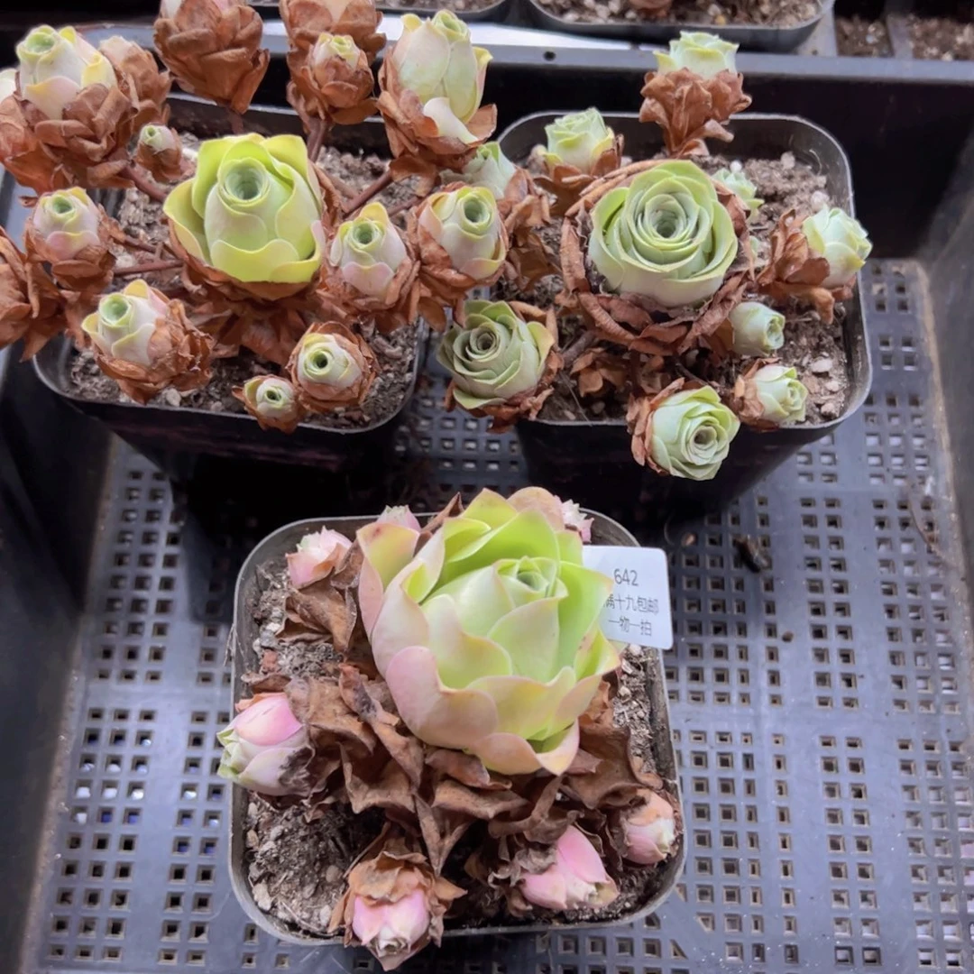 642 侧牙掉了不包损无售后