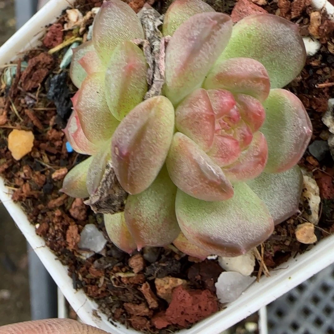 小卡拉米糖心一物一拍