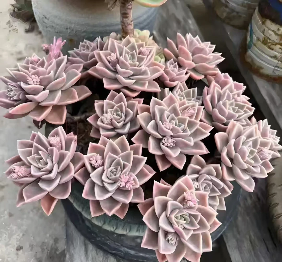 哈里沃森好种好养 新手必拍 精品多肉绿植 云南发货瑕疵不售后