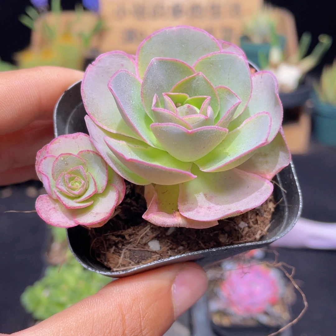 帕尔马玫瑰多肉9.9包邮发货