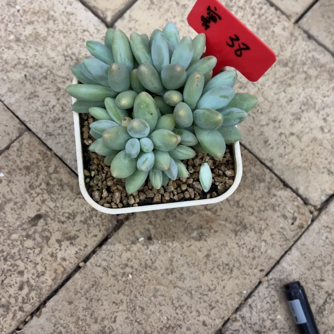 蜜***柜蜜38。