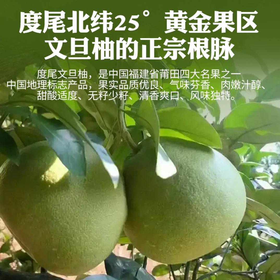 无孔精品果福建度尾文旦柚新鲜应季孕妇水果酸甜多汁