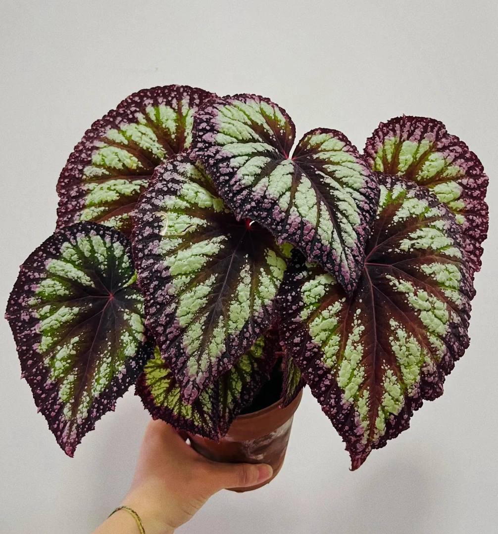 烟火，鬼灯丸蟆叶秋海棠室内绿植高档绿植热植盆栽