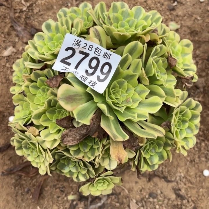 绿美杜莎多肉植物2799