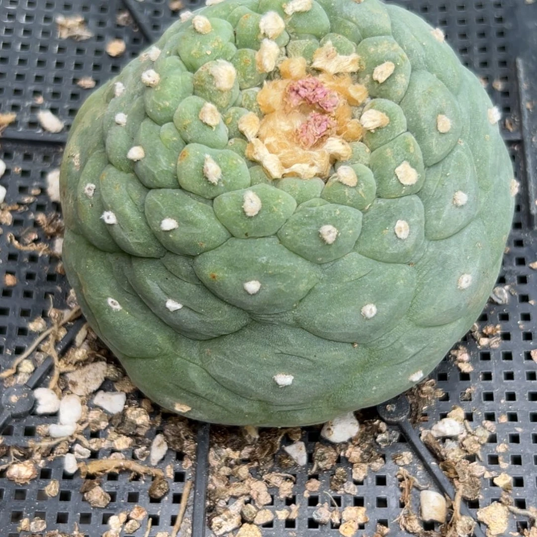 各**好783 、有根 仙人球的世界里