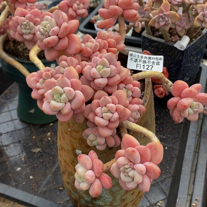 樱花大洛神127多肉植物