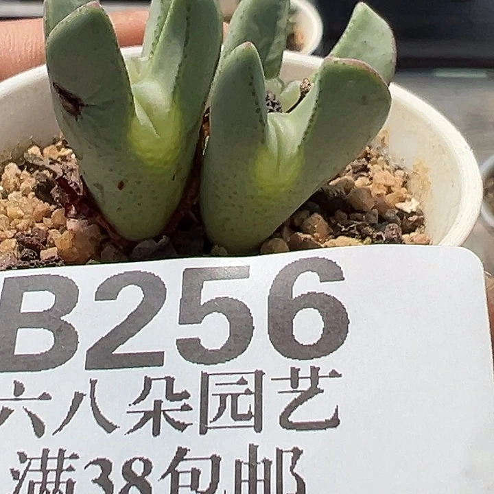 晓****无花朵256号少将军的一