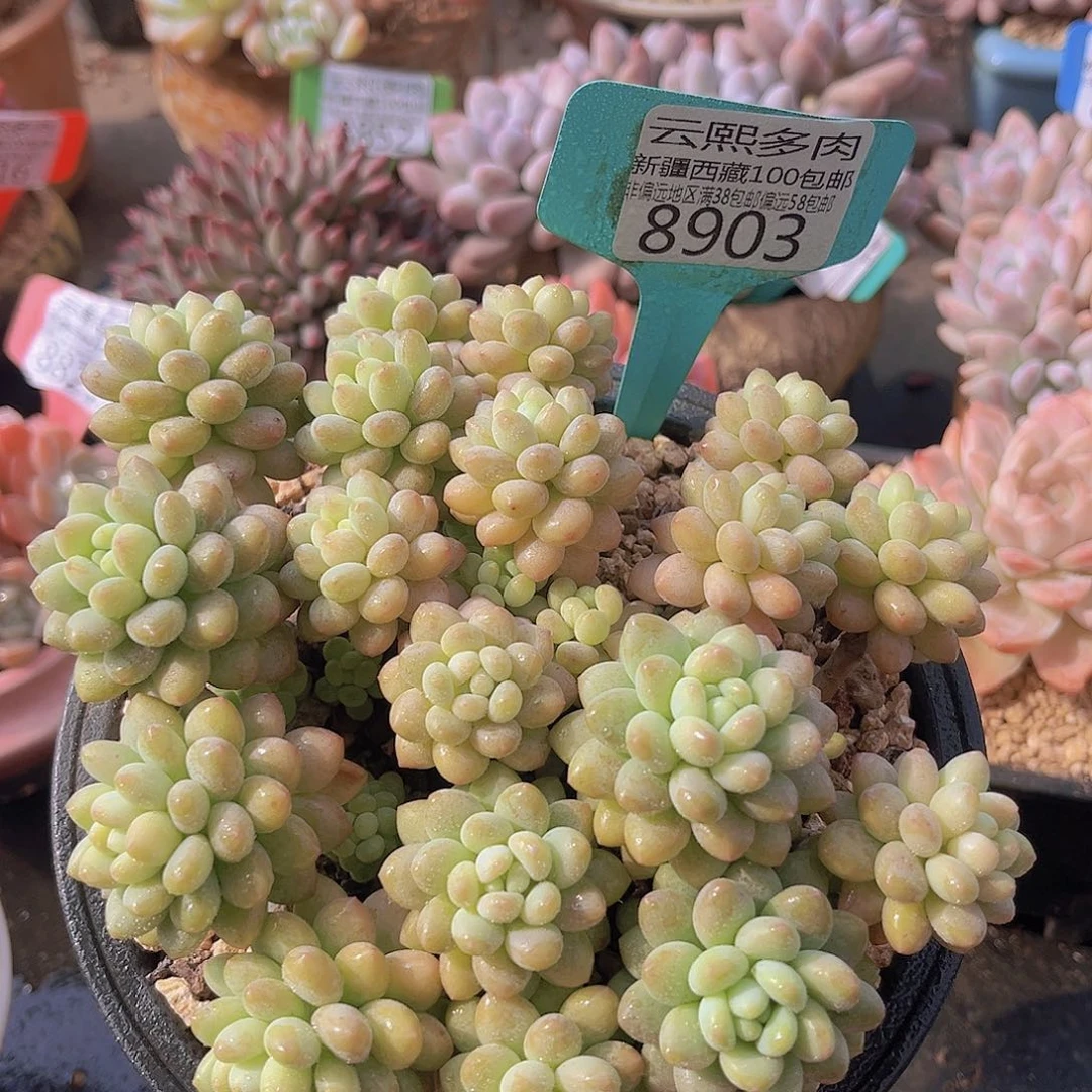 8903洛可可多肉植物