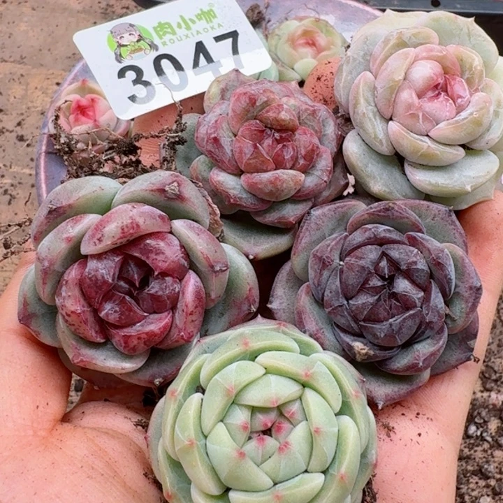 蓝*多肉植物多肉植物