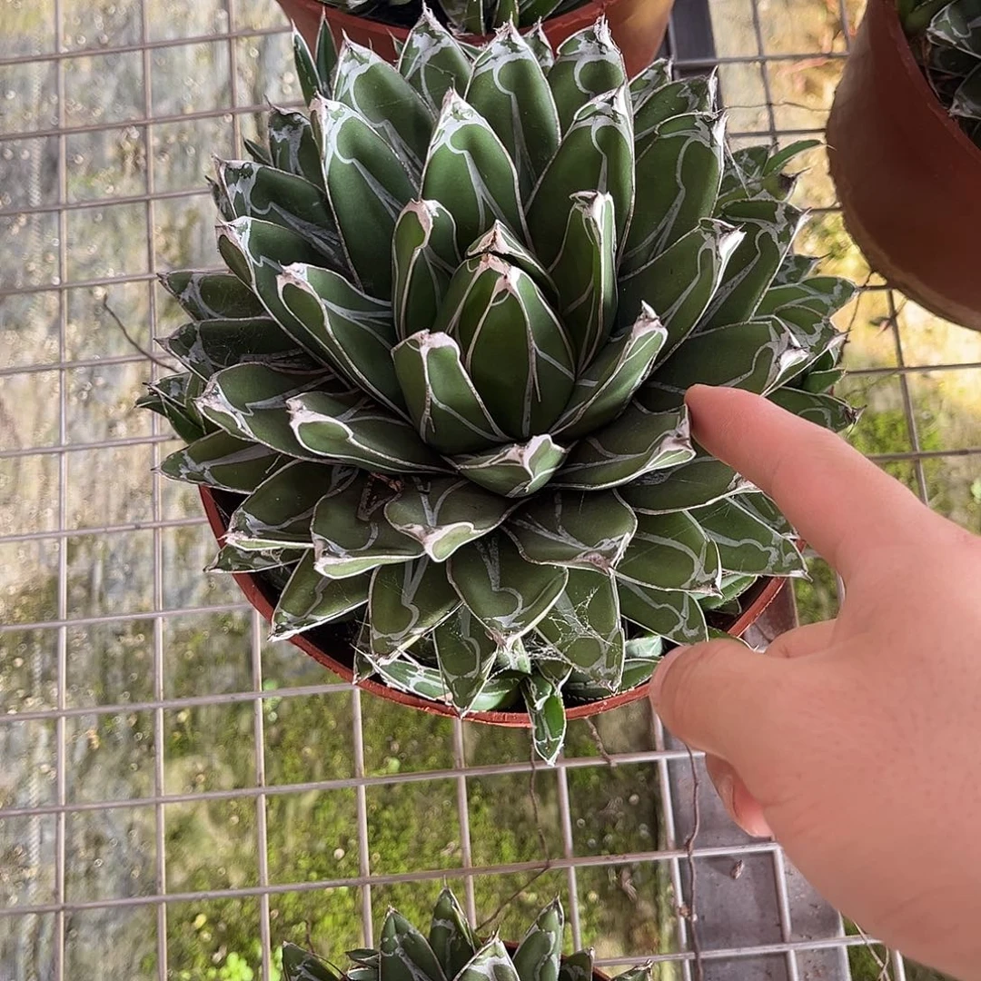 馥***馥世之雪龙舌兰花卉绿植