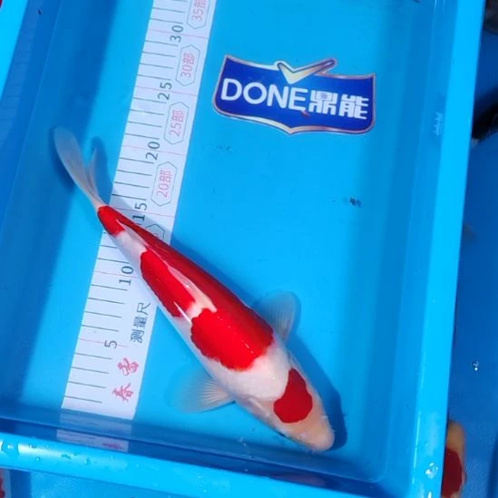 锦鲤留养S级粗主骨大骨架阪井红白