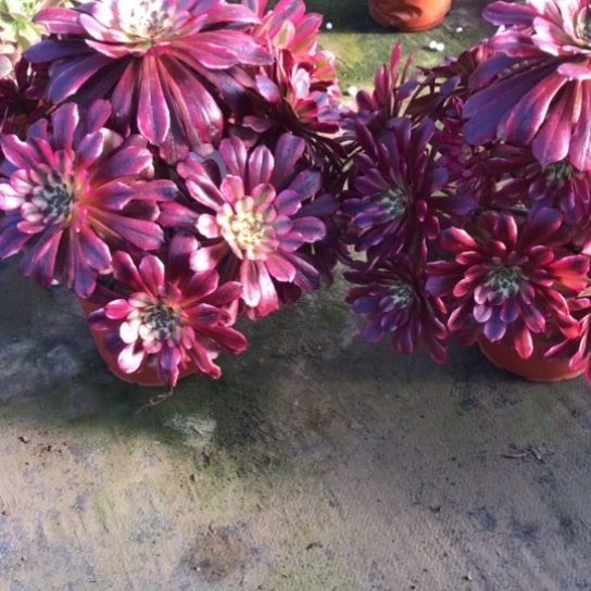 法师多肉植物（***）法师846