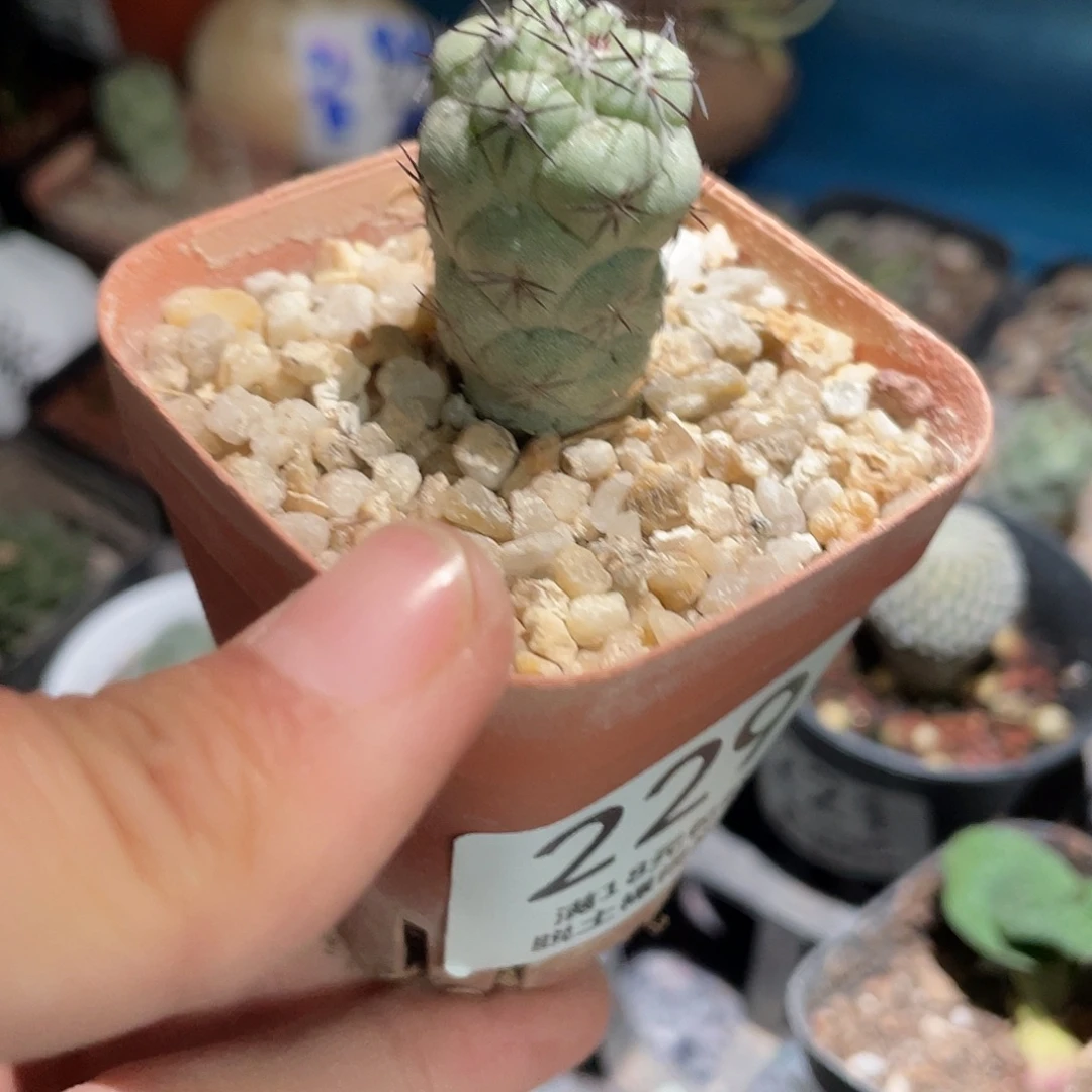 229帝王自根（满18元包邮）