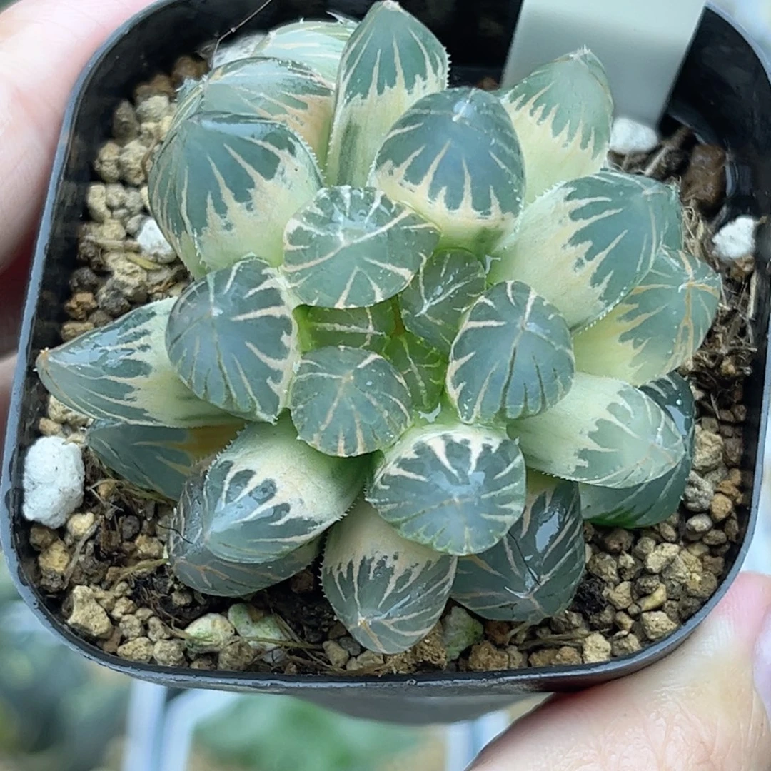 99完美糊斑龙爪玉露锦fulizhuanc