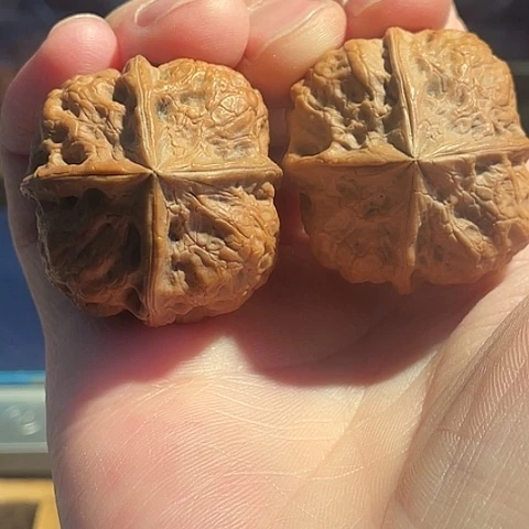 把件文玩核桃疙瘩包四棱带彩34