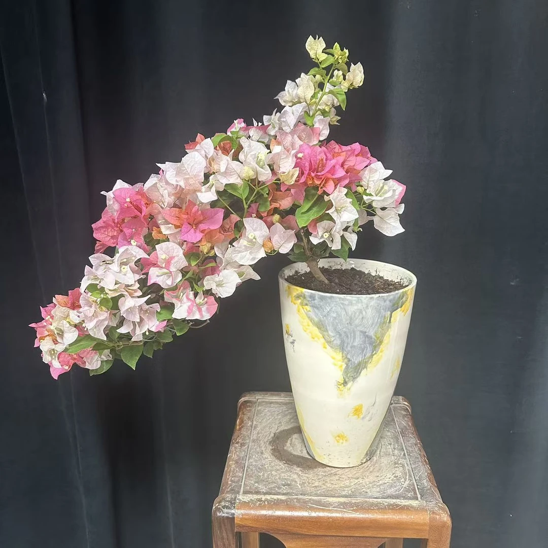 橙口红三角梅悬崖临水原生老桩勤花陶瓷盆【艺景园花花公子专用】